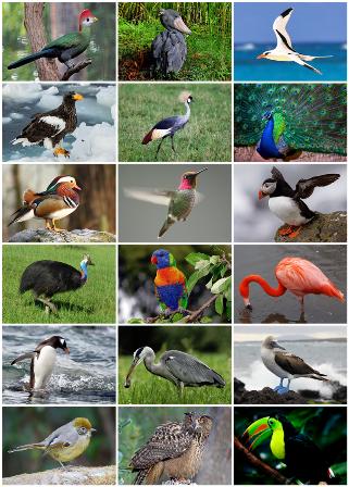 Composite image showing the diversity of birds